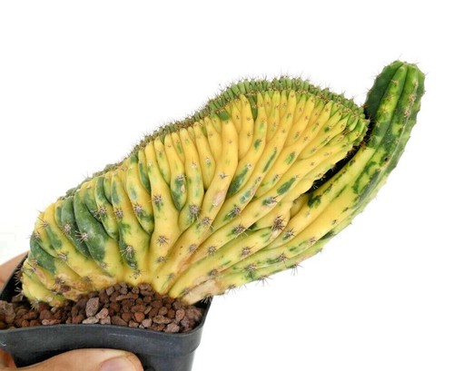 Cereus crested - sp.,