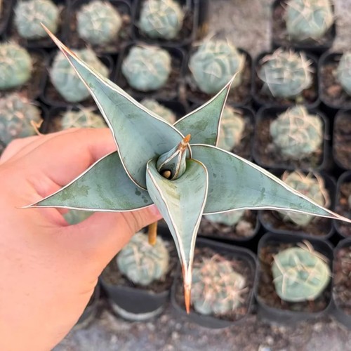 1pz 10cm cactus vivo - 1pz, 8-10cm