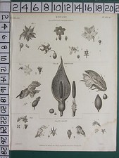 1807 Datato Antico Stampa