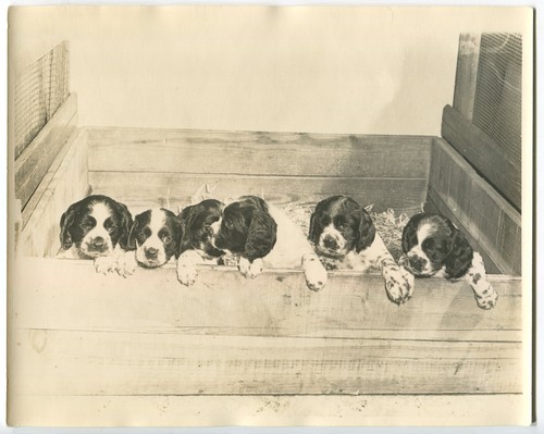 1950 foto epoca - 1950,
