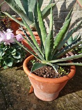 Agave Xylonacantha