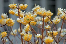 Edgeworthia chrysantha foto