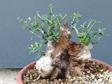 Bonsai Olivastro 20x17cmVaso
