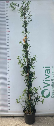 Pianta rincospermum falso - di,