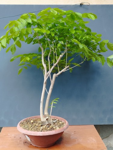 Bonsai glicine 70x14cm in - bonsai,