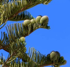 Araucaria heterophylla | pino Norfolk Island | pino stellato - pino Norfolkinsel |