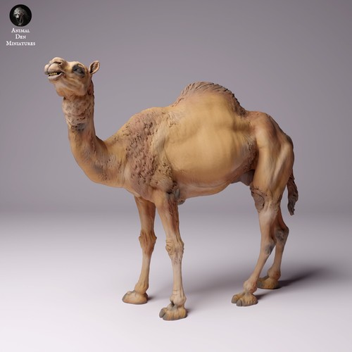 Dromedario camel male 75mm - male,