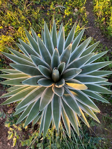 Agave angustifolia var - angustifolia,
