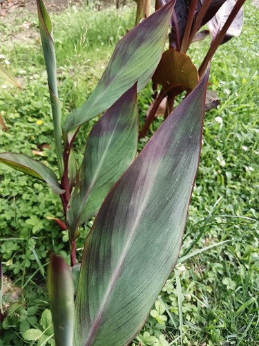 Pianta canna thai - canna, silver