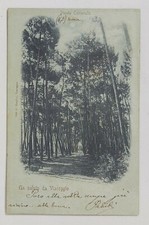 15104 1471 Cartolina - Lucca - Un saluto da Viareggio - Pineta comunale - 1900