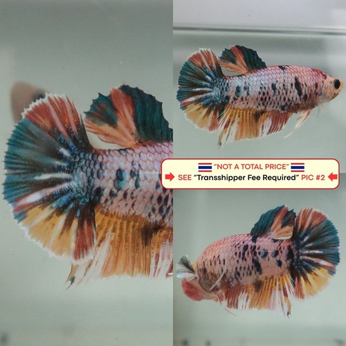 Live betta fish - fish, (thailandia)