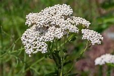 6000+ semi achillea Achillea millefolium pianta medicinale api erbe selvatiche 