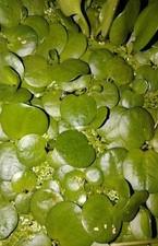 Limnobium laevigatum, Morso di