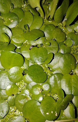 Limnobium laevigatum morso di - laevigatum,,