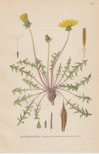 Arrossata dente taraxacum - arrossata, (taraxacum