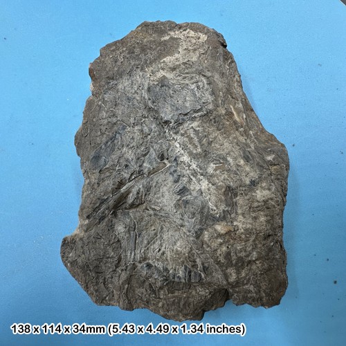 Carboniferous fossil fern - fossil,