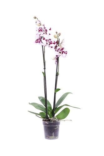 Pianta vera orchidea - orchidea,