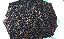 Semi 1 kg FILIBUSTA Hybrid