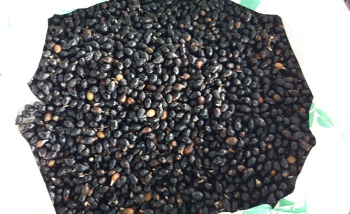 Semi filibusta hybrid - kg,