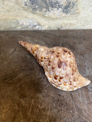 Coquillage triton charonia - coquillage,