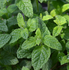 Live Strawberry Mint Herb