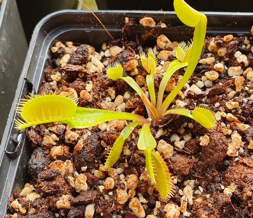 Dionaea muscipula aurora - dionaea,