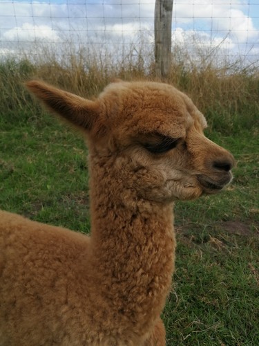 Copriletto trapuntato alpaca - copriletto,