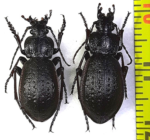Carabidae carabus - carabidae,,
