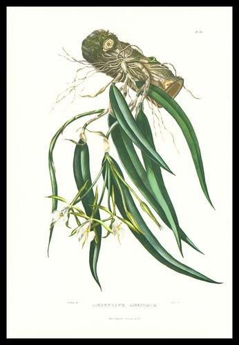 1973 stampa orchidea bateman - stampa,