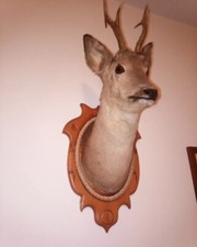 Trofeo caccia Capriolo tassidermia imbalsamato ottimo stato