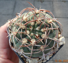 Gymnocalycium carminanthum P-133
