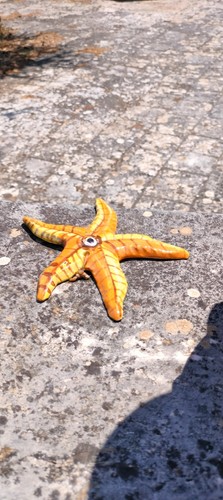 Stella marina ceramica di - marina,