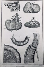Anatomia gastroenterologia del - anatomia,