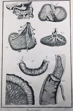 Anatomia Gastroenterologia Del