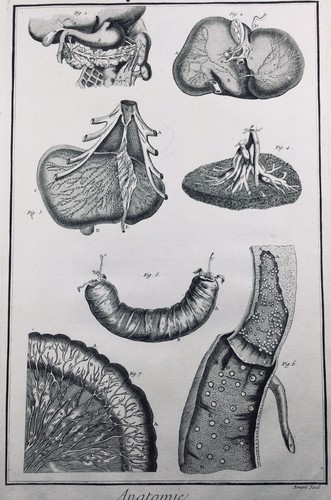Anatomia gastroenterologia del - gastroenterologia,