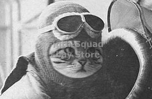 Ww2 foto gatto pilota - ww2,