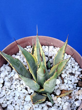 Agave Parryi Neomexicana