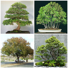 10 semi di Ulmus parvifolia, Olmo cinese , semi bonsai