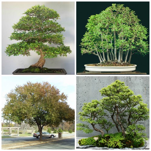 Semi ulmus parvifolia - di,