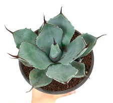 Agave parryi form 'BLUE