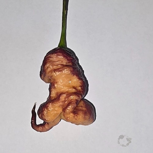 Semi peperoncino - 20,