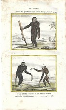 Stampa antica SCIMMIE
