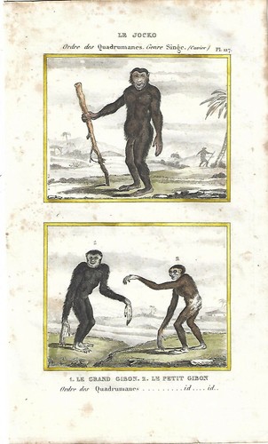 Stampa antica scimmie - antica,