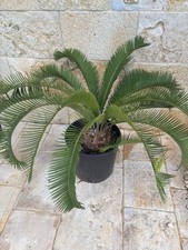 Dioon purpusii 16cm + 6 cm