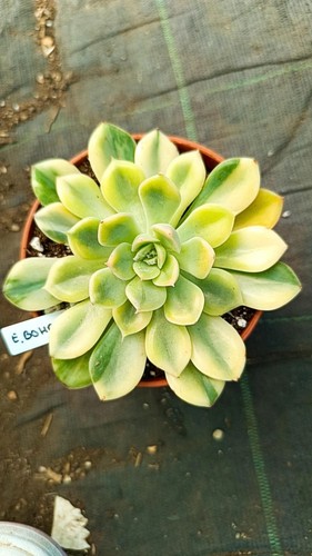 Echeveria bohoi matema