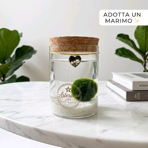 Marimo vasetto vetro - vasetto,