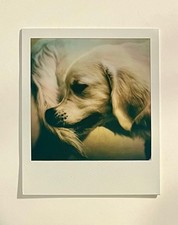 1 x Polaroid, edizione