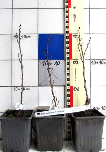 Betula pendula fastigiata - betula,