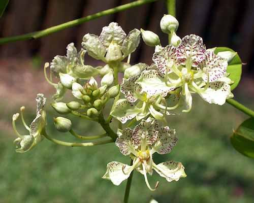 Semi bauhinia retusa - semi,