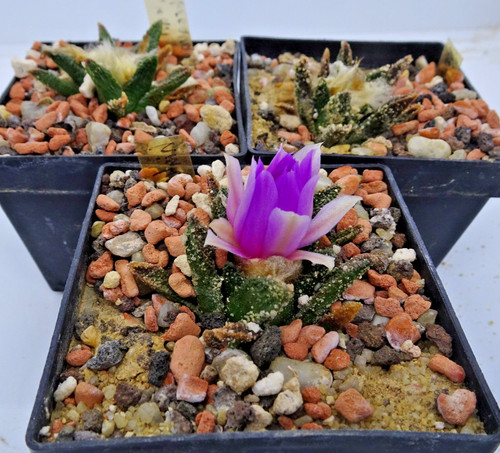 Cactus ariocarpus - -,